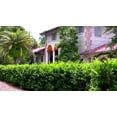 thumbnail image 4 of Ligustrum Waxleaf Privet - 10 Live Plants 2" Pot Size - Evergreen Privacy Hedge, 4 of 8