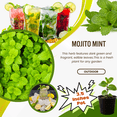 thumbnail image 4 of Mojito Mint Plant, Mint Herb Plants Live, Fresh Herb in 3.5 Inches Pot,  Fragrant and Edible Leaves, Full Rooted from 4 to 6 Inches Tall for Outdoor Gardening, 4 of 9