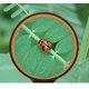 thumbnail image 1 of Tal Magnifier 10x Lupa de lectura de mano - Lupa grande de 100 mm con mango suave antideslizante para lectura de libros, periódicos, observación de insectos y pasatiempos LingWen 8390612197697, 1 of 1