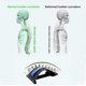 thumbnail image 3 of Backright Therapuetic Lumbar Stretcher for Back Support, Magic Backright Therapeutic Lumbar Spine, 3 of 4