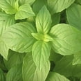 thumbnail image 5 of 110 Seeds| Lemon Basil Seeds- Authentic Seeds ~ GMO Free ~ Seeds~Flower seeds~ Vegetable seeds~ Asian Garden~ Flowers~ Herbs B5G1 #7007, 5 of 5