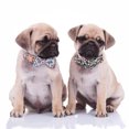 thumbnail image 3 of 1. 【Diseño novedoso de doble propósito】, los accesorios del collar de perro incluyen una decoración floral y un lazo, desmontable, puedes cambiar el estilo en cualquier momento. El diseño único es, 3 of 5