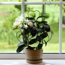 HOMEMAXS Metal Garden Trellis For Climbing Plants And Vegetables Plant Support Frame For Vines Flowers Plant Climbing Holder