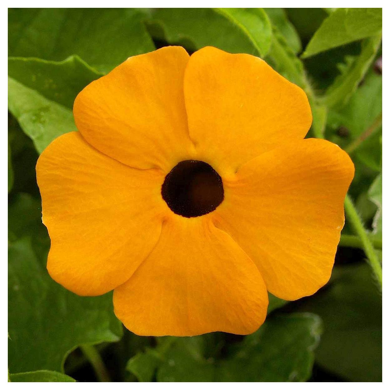 Everwilde Farms - 100 Black Eyed Susan Vine Garden Flower Seeds - Gold Vault Jumbo Bulk Seed Packet - image 4 of 5