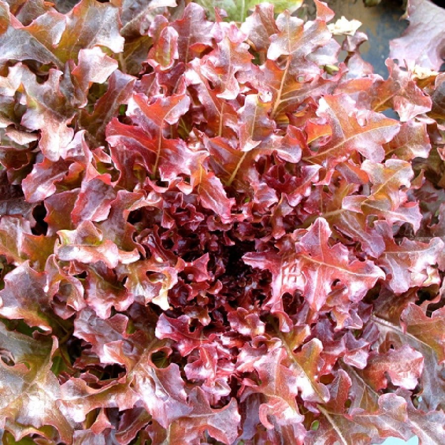 Vegetable Organic Seed Suffolk Herbs  Lettuce Red Salad Bowl Pictorial Pack 