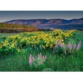 thumbnail image 2 of Garber, Howie 32x25 Black Ornate Wood Framed with Double Matting Museum Art Print Titled - Lupine and balsamroot wildflowers at Columbia River Gorge near Hood River-Oregon, 2 of 4