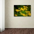 thumbnail image 3 of Trademark Fine Art "September Wildflowers" Canvas Art by Kurt Shaffer, 3 of 3