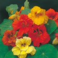thumbnail image 3 of Nasturtium Blend Mixed Variety Flower Seeds, 50 Heirloom Flower Seeds Per Packet, Non GMO Seeds, 3 of 7