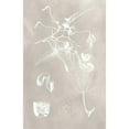 thumbnail image 3 of Vision Studio 10x14 Black Modern Framed Museum Art Print Titled - Botanical Schematic I, 3 of 5