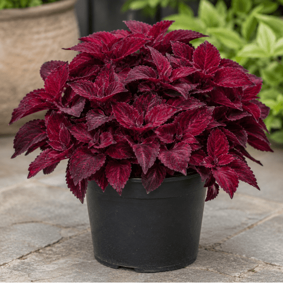 Set of 3 Ox Blood Coleus Live Plants 4-6 Inches Tall, Deep Burgundy Foliage Plants for Garden, Patio and Containers
