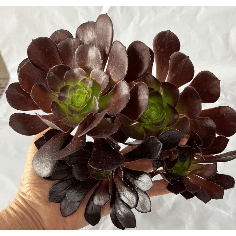 5 Cuttings Black Rose Aeonium Arboreum Zwartkop Succulent cactus Plants  gift - Walmart.com