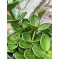 thumbnail image 2 of Peperomia Hope - 3 Live Plants in 4 Inch Growers Pots - Peperomia Tetraphylla - Rare and Elegant Indoor Houseplant, 2 of 5