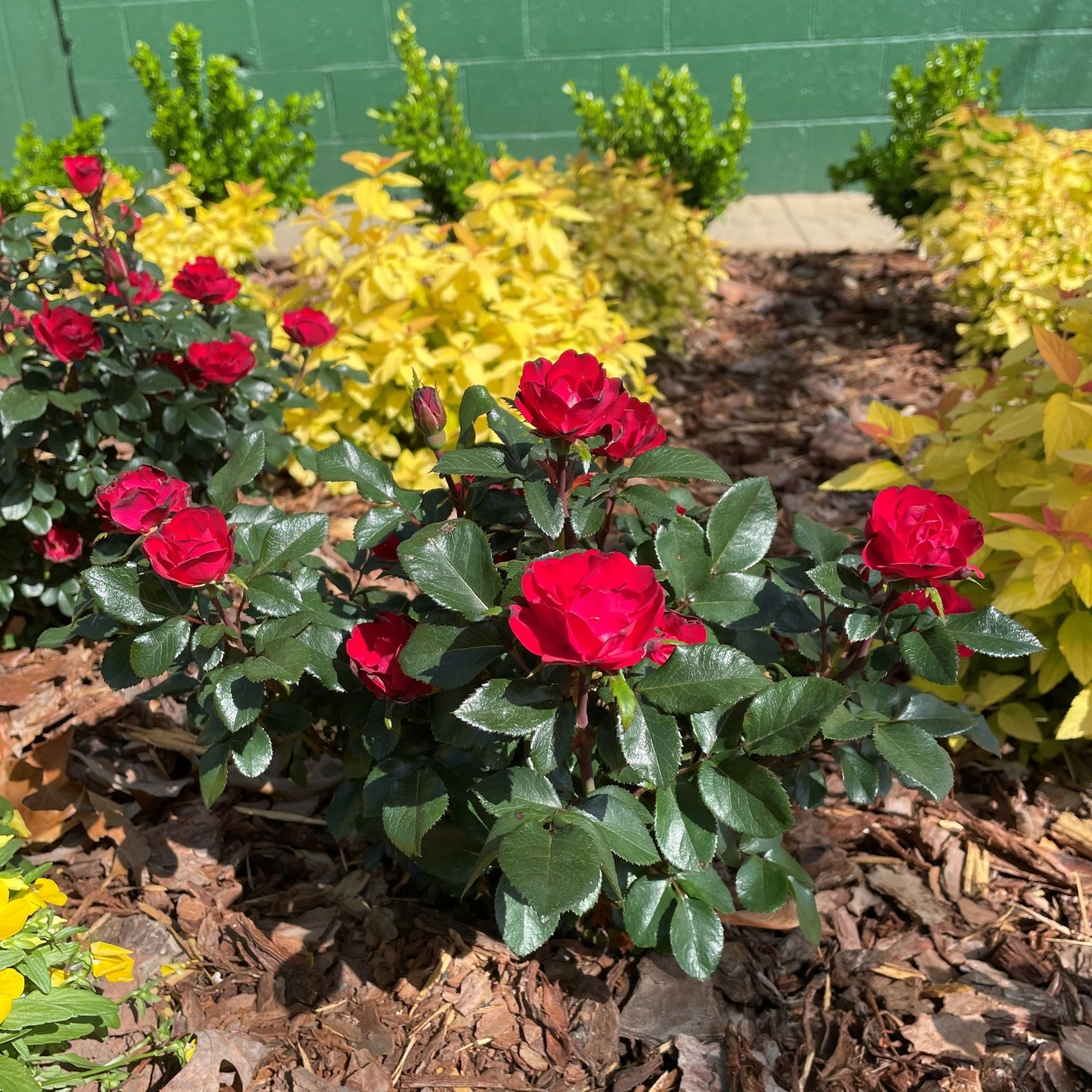 The Knock Out® Family of Roses 'The Petite Knock Out® Rose' Live Shrub in 2-Quart Grower Pot
