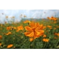 thumbnail image 4 of Cosmos Sulphur Klondyke Orange Flower Seeds, 100 Seeds Per Packet, isla's Garden Seeds, 4 of 6