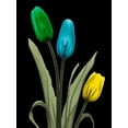 thumbnail image 2 of Koetsier, Albert 12x14 White Modern Wood Framed Museum Art Print Titled - Jeweled Tulip Trio 3, 2 of 4