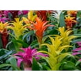 thumbnail image 2 of Premium Bromeliad Potting Soil by Gardenera Labs - Unlock The Full Potential of Your Bromeliads - 5 QUARTS, 2 of 5