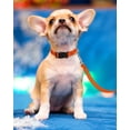 thumbnail image 2 of Minzimin 1pcs Reflective Dog Collar, Sturdy Nylon Collars for Large Girl and Boy Dogs, Adjustable Dog Collar with Quick Release Buckle, 2 of 6