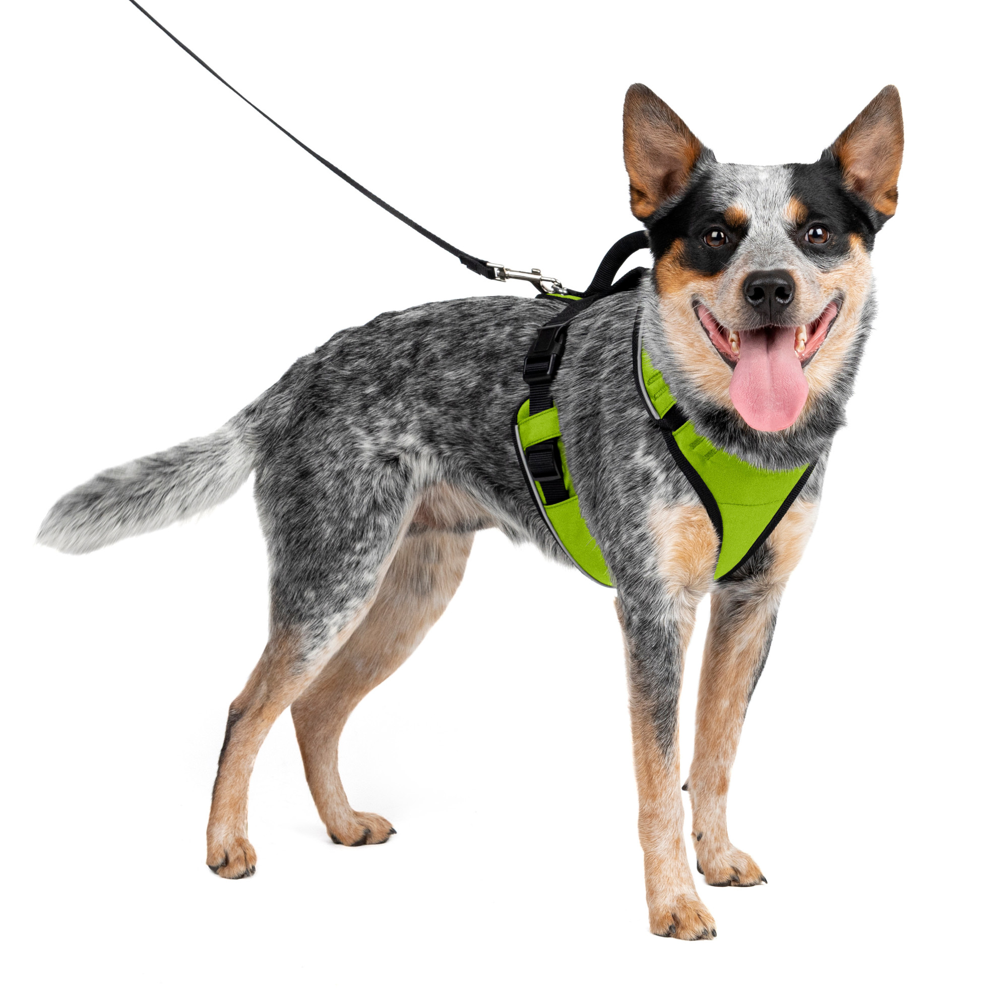 dog harness padding