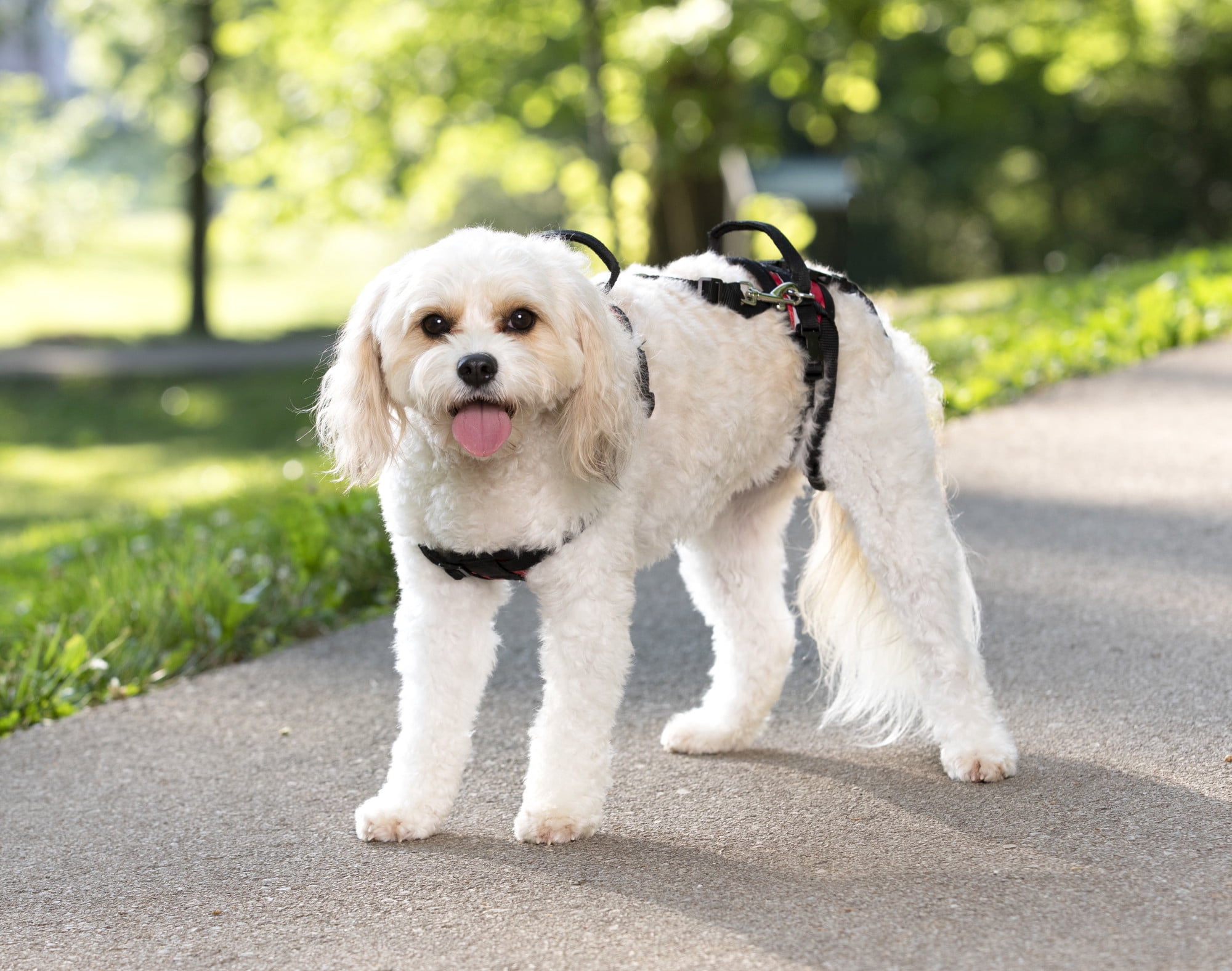 PetSafe CareLift Support Harness, Full Body Lifting Aid with Handle, Small
