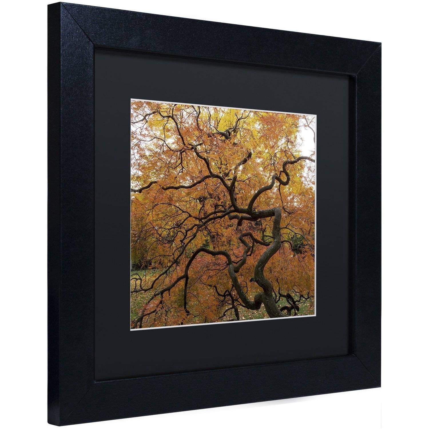 Trademark Fine Art "October Japanese Maple" Canvas Art by Kurt Shaffer, Black Matte, Black Frame