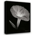 thumbnail image 1 of Vitaly Geyman 28x37 Gallery Wrapped Canvas Wall Art Titled - Morning Glory I, 1 of 4