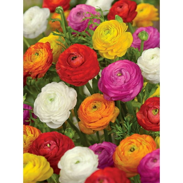 Tasc Flower Bulbs - Ranunculus Assorted