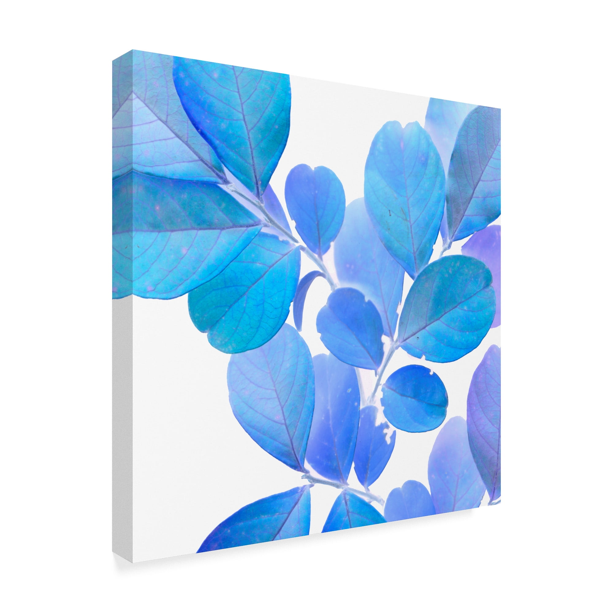 Trademark Fine Art 'Xray Leaves I' Canvas Art by Vision Studio