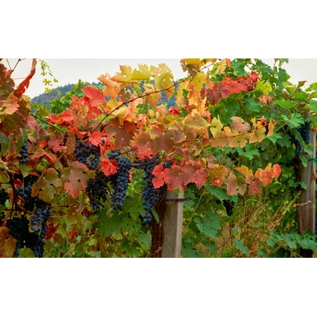 Close-up of Cabernet Sauvignon grapes on vine in a vineyard Callahan Ridge Winery Umpqua Valley Roseburg Douglas County Oregon USA Poster Print by Panoramic Images (40 x
