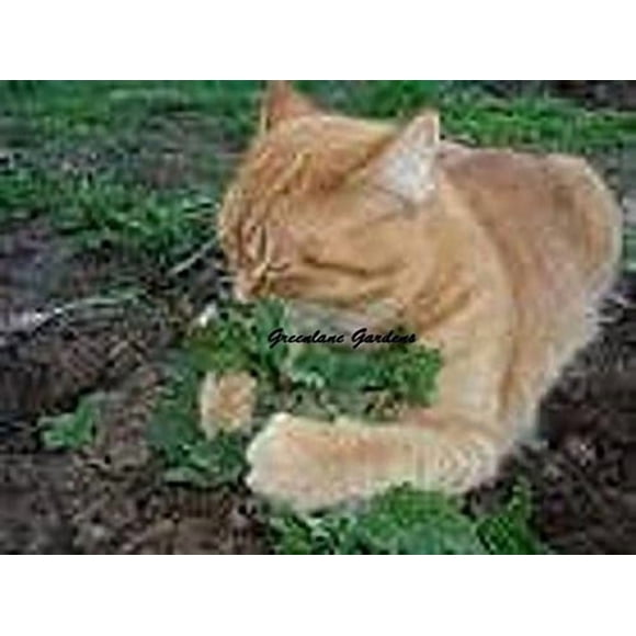 GSDWIUEW Organic Catnip Herb 25+Extra Seeds a Vigorous Growing Mint Loved by Cats. It is Brewed into a Tea to Treat colds, Headaches flu and Fever by Greenlane Gardens.Sold and Shipped Within Canada