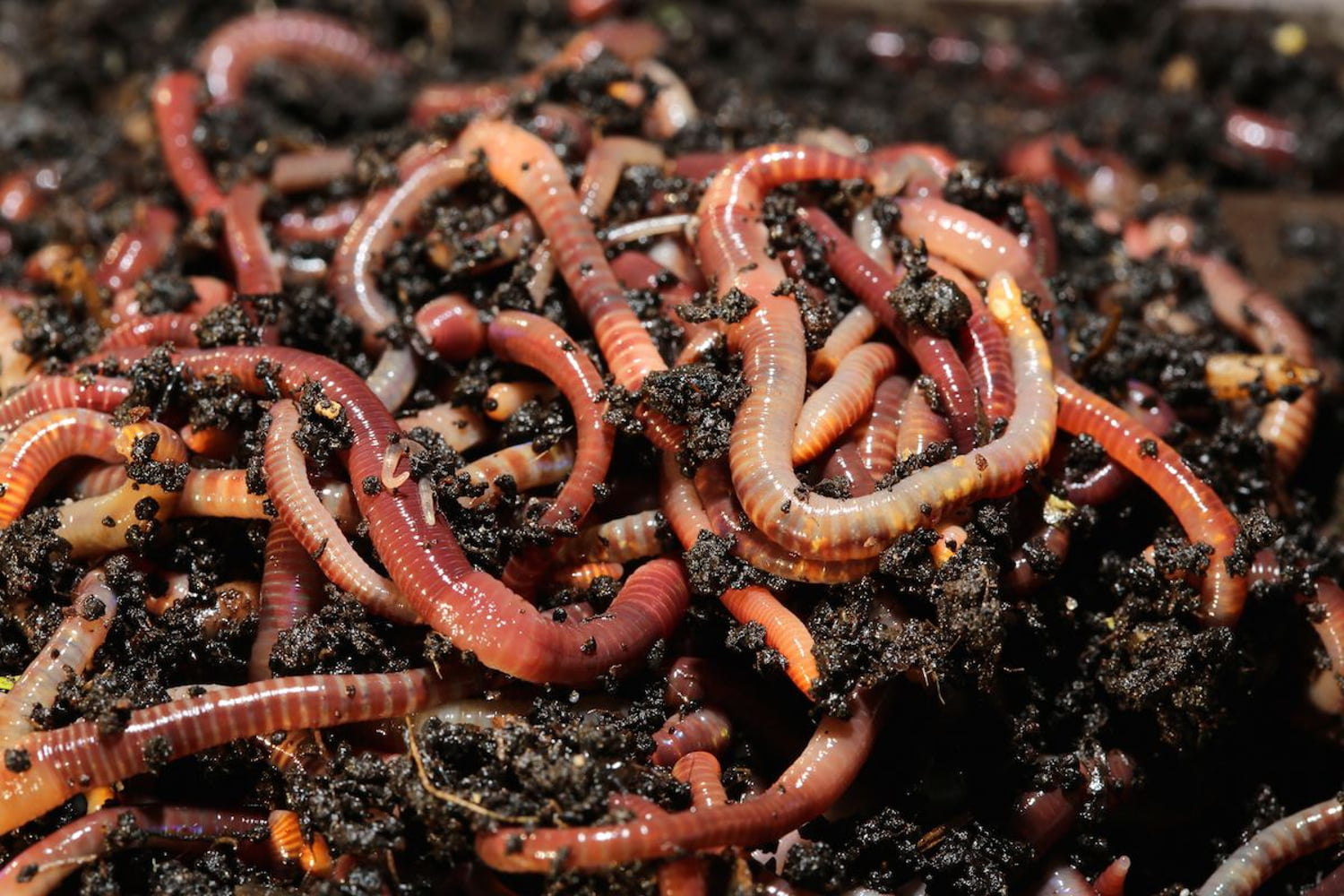 Черви это. Червь навозный (Eisenia foetida). Дождевые черви Eisenia Fetida. Навозные черви для рыбалки. Worms черви.