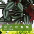 thumbnail image 2 of MIPCASE Red Rattan Hanging Decoration, 1 Piece Plastic Simulated Wall Ornament for Stylish Home and Party Decor, 2 of 8