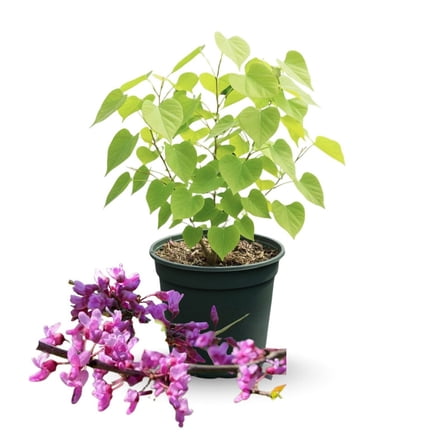 Set of 2 Live Eastern Redbud Trees, Bare Root Dormant Redbud Plants, 6–12 inch Tall, Pink Flower Color