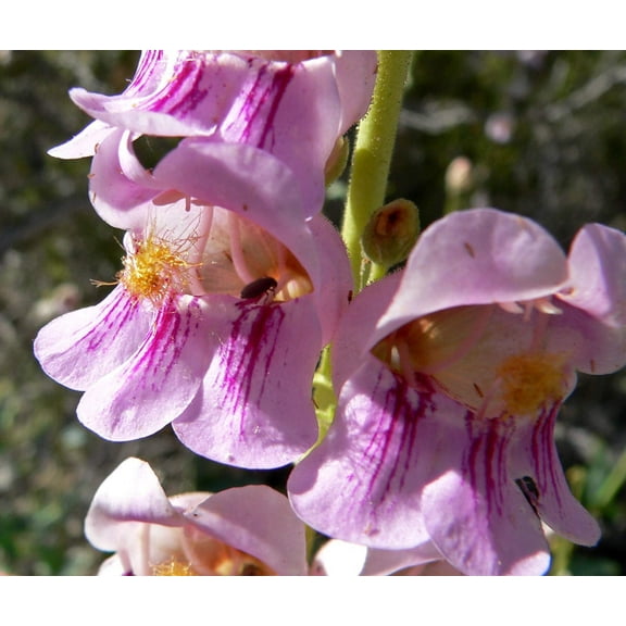 300 PALMERS PENSTEMON (Beardtongue / Balloon Flower) Penstemon Palmeri Flower Seeds