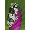 thumbnail image 2 of Flaherty, Dennis 13x18 Black Ornate Wood Framed with Double Matting Museum Art Print Titled - Brazil, Amazon Basin Amazon milk frog, 2 of 4