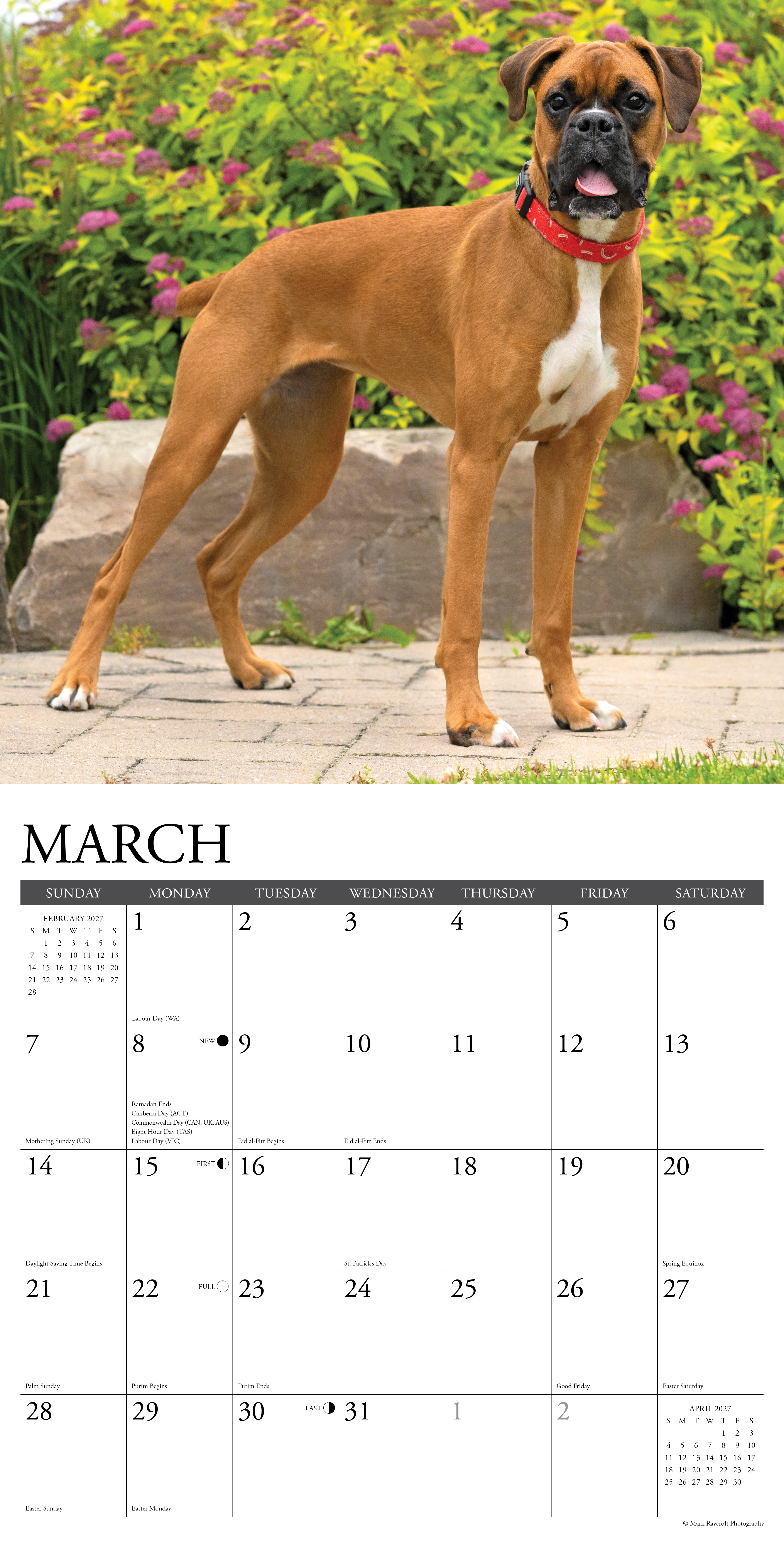 Willow Creek Press, Boxers 2027 Wall Calendar