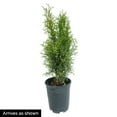 thumbnail image 3 of Emerald Green Arborvitae (Thuja), Evergreen Shrub grown in a 2.50 Qt. Pot (1-Pack), 3 of 3