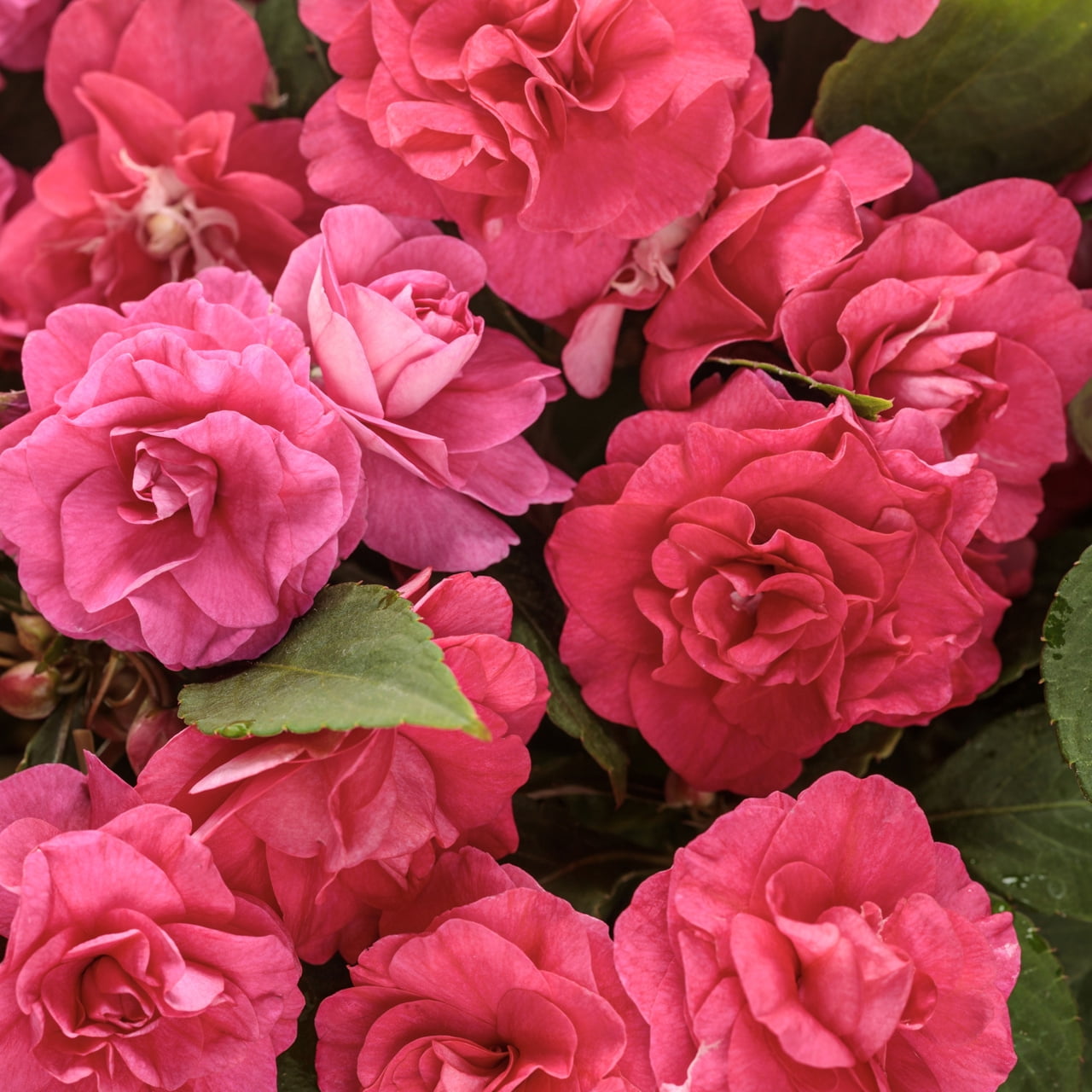 Proven Winners 1.5PT Pink Double Impatiens Live Annual Plant Shade 5-Pack