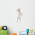 thumbnail image 1 of Maltese Dog White Wall Decal Sticker by Wallmonkeys Vinyl Peel and Stick Graphic (48 in H x 23 in W), 1 of 4