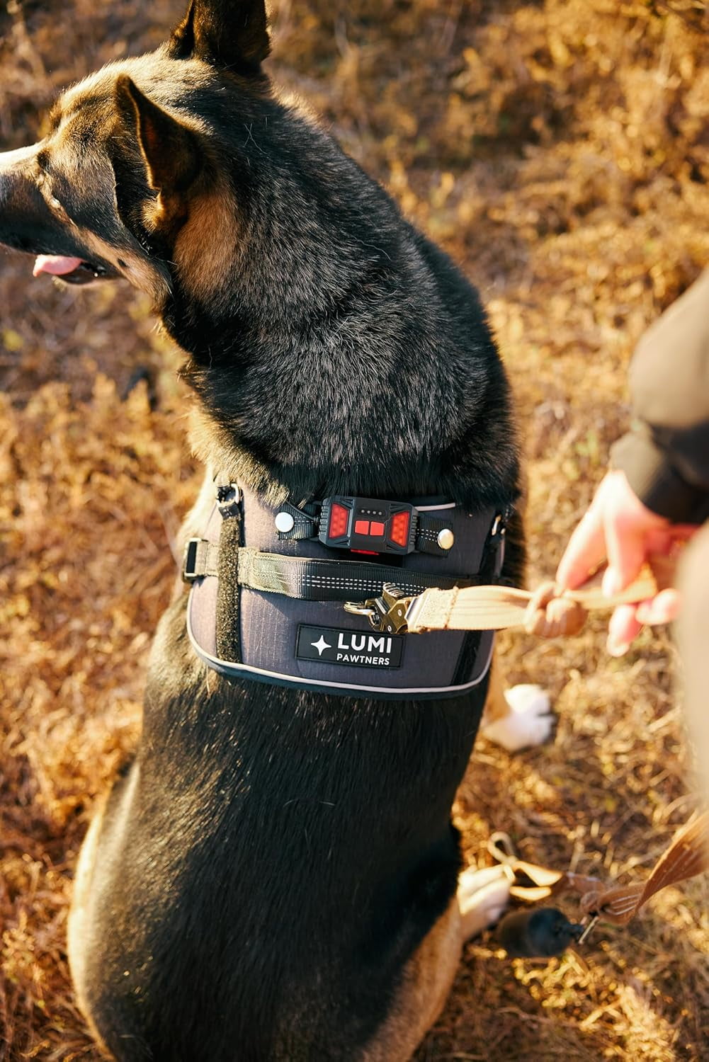 Lumi One LED Dog Harness – High Visibility Light Up Dog Harness for Night Walks – 1000 Lumen LED Dog Vest with Rechargeable Battery, Adjustable Fit & Reflective Dog Apparel (BLACK, EXTRA LARGE)