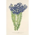 thumbnail image 3 of Charles Antoine Lemaire 13x18 Black Modern Framed Museum Art Print Titled - Lianaultia Biloba (1854-1896), 3 of 5