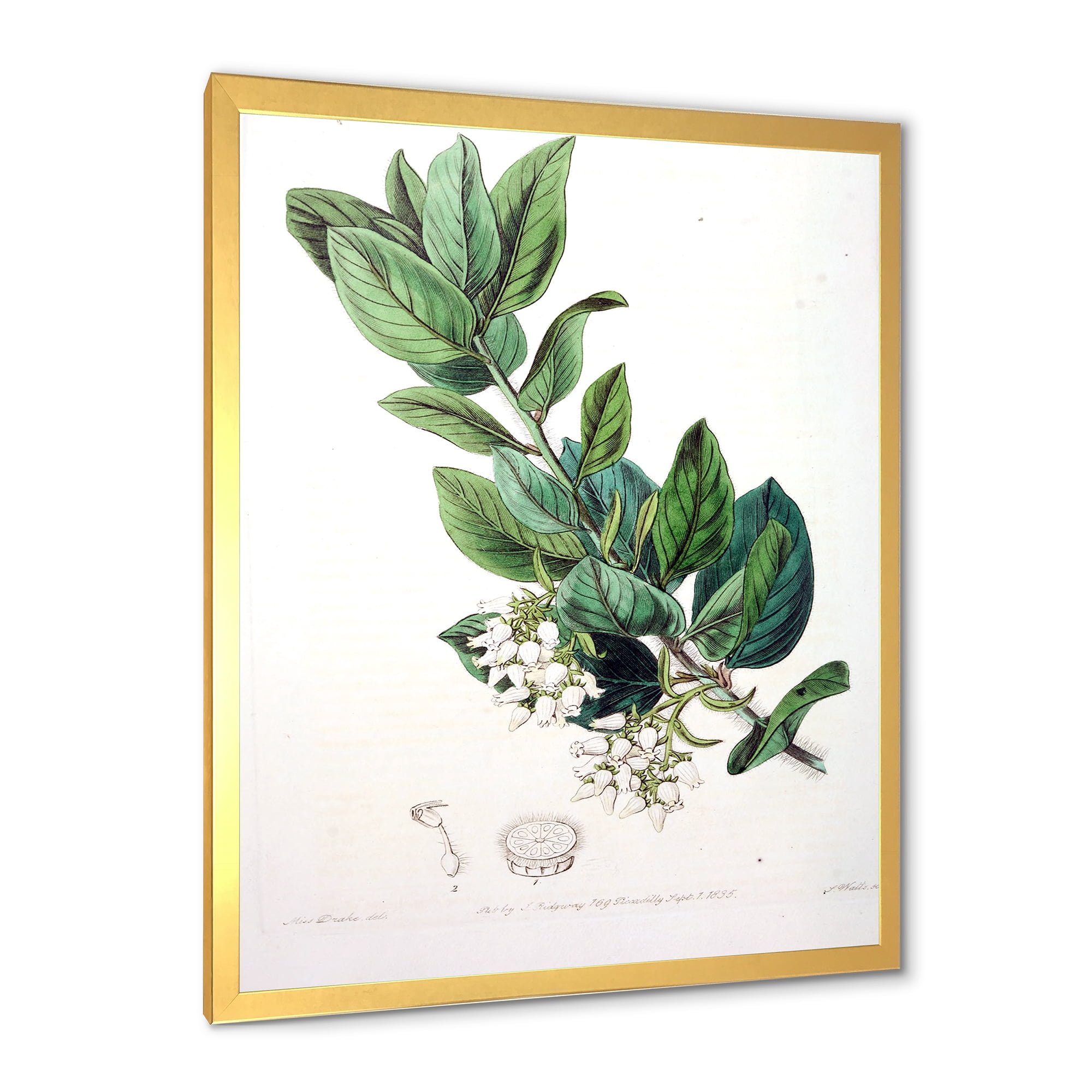Designart 'Ancient Botanicals XX' Traditional Framed Art Print