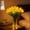 Yellow, variant on Radiant Romantic Tulip Light, Twinkling Tree Tulips, 15 PCS Twinkling LED Tulips That Never Fade, Flower Shaped Ambient Night Lamp for Bedroom Bedside Home Decor and Holiday Gift