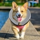 thumbnail image 1 of Collar inflable protector, cono inflable cómodo para perros y gatos, cono suave para perros después de la cirugía, collar de recuperación para mascotas que evita que los perros muerdan y arañen, 1 of 8