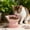 C, variant on Taicans Ceramic Raised Cat Bowl,Elevated Ceramic Cat Bowl,Tilted Raised Cat Bowl Anti Vomit Cat Bowls for Indoor Cats Whisker Friendly Pet Feeder for Cats Puppies,Microwave and Dishwasher Safe