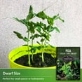 thumbnail image 3 of 2 packs Sugar Ann Dwarf Pea Seed for Planting - Sweet Snap Peas - Non-GMO Heirloom Annual Full Sun, 3 of 6