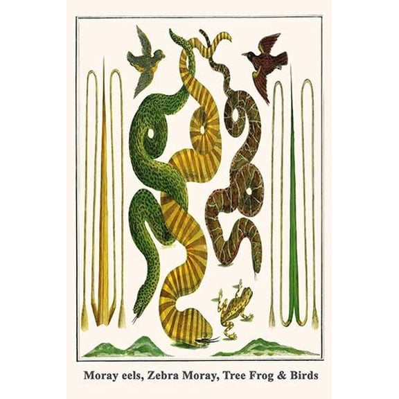Moray eels, Zebra Moray, Tree Frog & Birds-Fine Art Canvas Print (20" x 30")