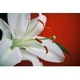 thumbnail image 2 of Peck, Gail 18x13 Black Ornate Wood Framed with Double Matting Museum Art Print Titled - White Lily, 2 of 4