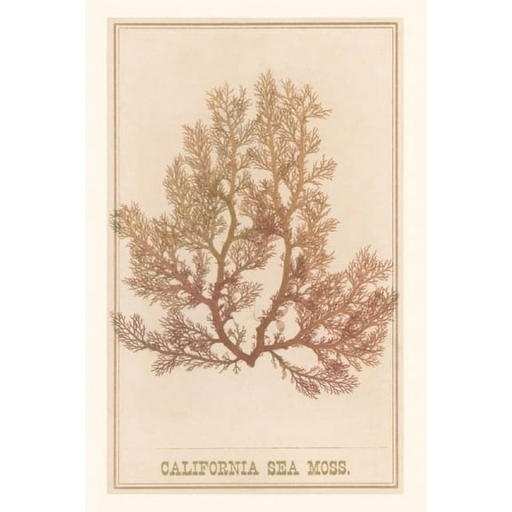 Pocket Sized - Found Image Press Journals: Vintage Journal California Sea Moss (Paperback)