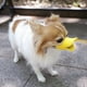 thumbnail image 3 of Anti mordedura forma de boca de pato cubre la boca del perro máscaras de bozal anti llamadas juego de boca de mascota a prueba de mordeduras, 3 of 5