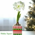 thumbnail image 3 of Easy to Grow Amaryllis Snow Drift Bulb Planted in a Wood Square Indoor Holiday, 3 of 8